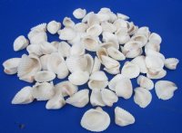 Wholesale Medium White Cardium (Anadora Scapa), Ribbed Cockle shells 1-1/4" to 1-3/4" - 1 kilo bags @ $4.00/kilo (Min: 2 kilos)