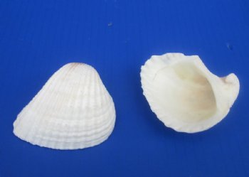 Wholesale Extra Large White Cardium shells 2" to 2-3/4" - 20 kilos @ $4.00/kilo