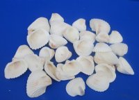 Wholesale Extra Large White Cardium shells 2" to 2-3/4" - 1 kilo @ $4.50/kilo (Min: 2 kilos)