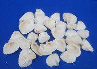 Wholesale Extra Large White Cardium shells 2" to 2-3/4" - 20 kilos @ $4.00/kilo