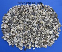 Wholesale assortment of mixed nerite snail shells 1/2 inch to 1 inch -  $5.00 a gallon