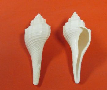 Wholesale White Fusus shell (Hemifusus Ternatanus)  2-1/2" to 3-1/2" - 50 pcs @ $.30 each;  250 pcs @ $.25 each