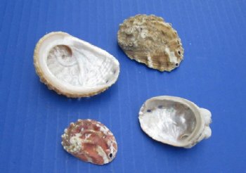 Natural Haliotis Vulcanicus Abalone Shells Wholesale 1" to 2" - $12.00 a gallon;