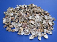 Natural Haliotis Vulcanicus Abalone Shells Wholesale 1" to 2" - $12.00 a gallon;