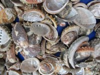 Natural Haliotis Vulcanicus Abalone Shells Wholesale 1" to 2" - $12.00 a gallon;