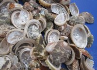 Natural Haliotis Vulcanicus Abalone Shells Wholesale 1" to 2" - $12.00 a gallon;