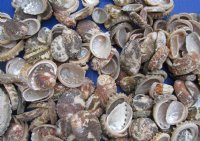 Natural Haliotis Vulcanicus Abalone Shells Wholesale 1" to 2" - $12.00 a gallon;