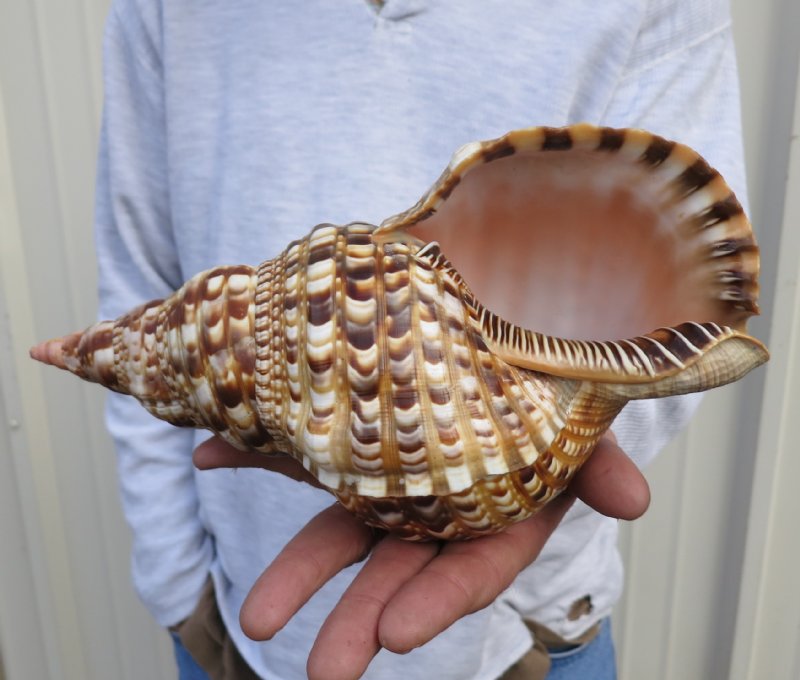 11 inch Atlantic Triton Trumpet seashell, large shell for seashell decor