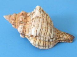 Wholesale Fox snail shells for hermit crabs,  4" - 5" - Case of 150 pcs @ .54 each