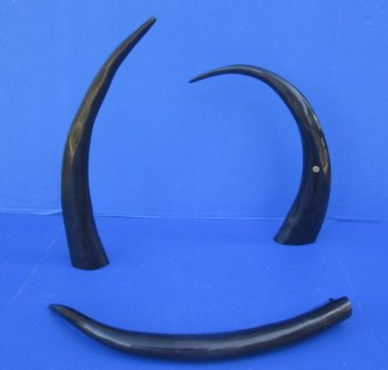 Wholesale 21 to 24 inches Polished Water Buffalo Horns - 2 pcs @ $13.50 each