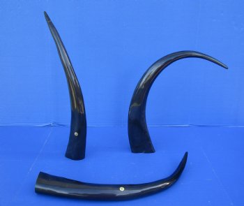 Wholesale 21 to 24 inches Polished Water Buffalo Horns - 2 pcs @ $13.50 each