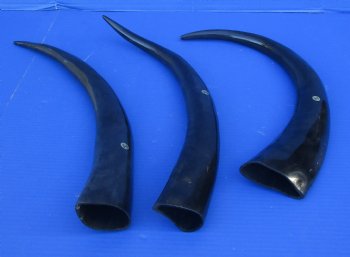 Wholesale 21 to 24 inches Polished Water Buffalo Horns - 2 pcs @ $13.50 each