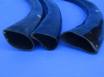 Wholesale 21 to 24 inches Polished Water Buffalo Horns - 2 pcs @ $13.50 each