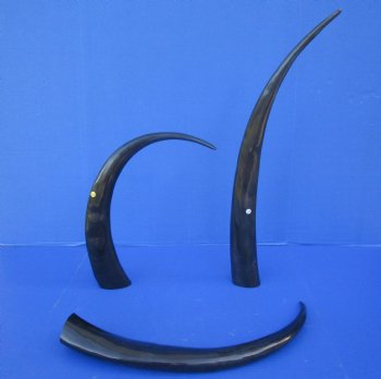 Wholesale 25 to 29 inches Polished Water Buffalo Horns - 2 pcs @ $16.00 each; 6 pcs @ $14.25 each