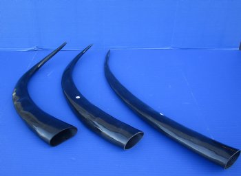 Wholesale 25 to 29 inches Polished Water Buffalo Horns - 2 pcs @ $16.00 each; 6 pcs @ $14.25 each