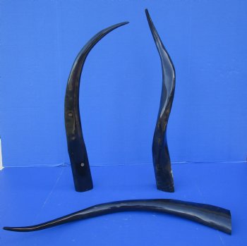 Wholesale 30 to 34 inches Polished Water Buffalo Horns - 6 pcs @ $19.00 each  