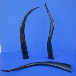 Wholesale 30 to 34 inches Polished Water Buffalo Horns - 2 pcs @ $21.00 each  