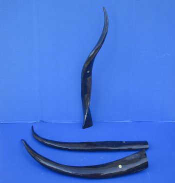 Wholesale 30 to 34 inches Polished Water Buffalo Horns - 6 pcs @ $19.00 each  