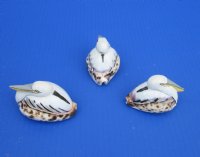 Wholesale 2-3/4 to 3-1/4 inches Painted Tiger Cowrie Pelican Novelties - 12 pcs @ $2.25 each; 60 pcs @ $2.00 each