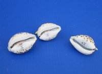 Wholesale 2-3/4 to 3-1/4 inches Painted Tiger Cowrie Pelican Novelties - 12 pcs @ $2.25 each; 60 pcs @ $2.00 each