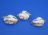 Wholesale 2-3/4 to 3-1/4 inches Painted Tiger Cowrie Pelican Novelties - 12 pcs @ $2.25 each; 60 pcs @ $2.00 each