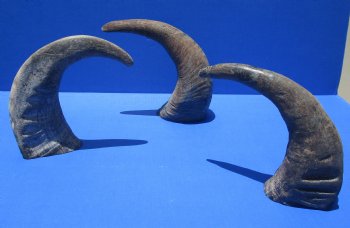 Wholesale Raw Indian Water Buffalo horns 13 to 16 inches - 2 pcs @ $10.00 each; 10 pcs @ $9.00 each