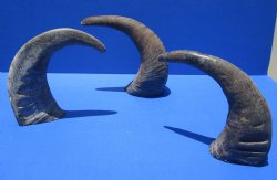 Wholesale Raw Indian Water Buffalo horns 13 to 16 inches - 2 pcs @ $10.00 each; 10 pcs @ $9.00 each