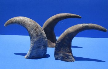 Wholesale Raw Indian Water Buffalo horns 13 to 16 inches - 2 pcs @ $10.00 each; 10 pcs @ $9.00 each