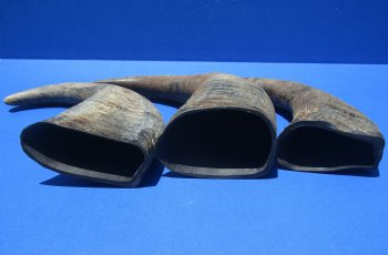 Wholesale Raw Indian Water Buffalo horns 13 to 16 inches - 2 pcs @ $10.00 each; 10 pcs @ $9.00 each