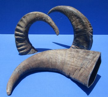 Wholesale Raw Indian Water Buffalo horns 17 to 21 inches - 2 pcs @ $15.00 each; 10 pcs @ $13.50 each