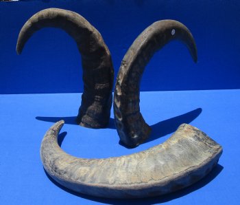 Wholesale Raw Indian Water Buffalo horns 22 to 25 inches - 2 pcs @ $23.00 each; 6 pcs @ $20.50 each