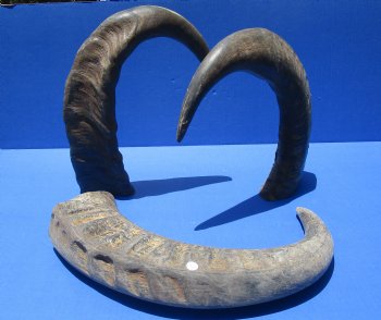 Wholesale Raw Indian Water Buffalo horns 22 to 25 inches - 2 pcs @ $23.00 each; 6 pcs @ $20.50 each