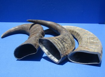 Wholesale Raw Indian Water Buffalo horns 22 to 25 inches - 2 pcs @ $23.00 each; 6 pcs @ $20.50 each