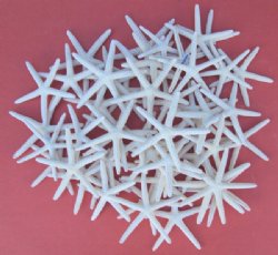 Wholesale Off white pencil starfish 2  to 2-7/8  inches - 100 pieces @ .37 each