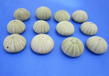 Wholesale Green Sea Urchin  1-5/8 inches to 2-1/8 inches - 10 pieces @ .40 each 