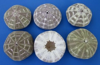 Wholesale Alfonso Sea Urchins 3 - 4 inches - 265 pcs @ .65 each