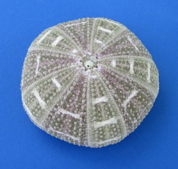 Wholesale Alfonso Sea Urchins for shell crafts and air plants  - 3"-4" - 250 pcs @ $.65 each