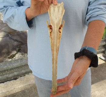 13 inch by 2-1/2 inch longnose gar skull (Lepisosteus osseus) for $65.00