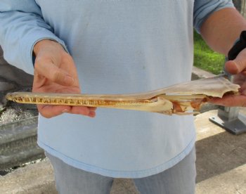 13 inch by 2-1/2 inch longnose gar skull (Lepisosteus osseus) for $65.00