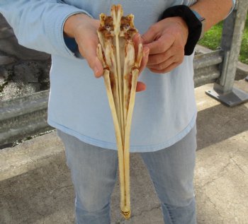 13 inch by 2-1/2 inch longnose gar skull (Lepisosteus osseus) for $65.00