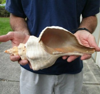 12 inches horse conch for sale, Florida's state seashell - For Sale for $33