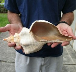 12 inches horse con...
