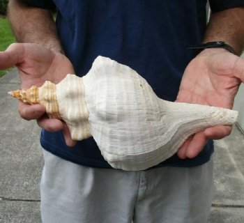 12 inches horse conch for sale, Florida's state seashell - For Sale for $33