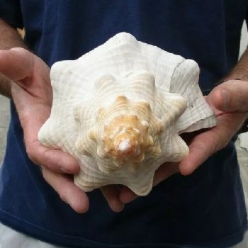 12 inches horse conch for sale, Florida's state seashell - For Sale for $33