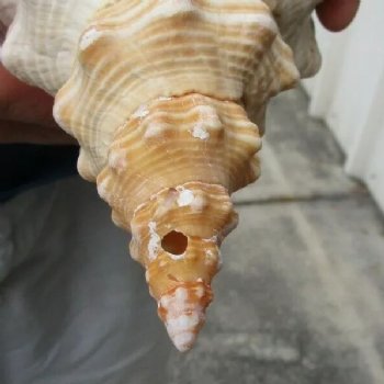12 inches horse conch for sale, Florida's state seashell - For Sale for $33