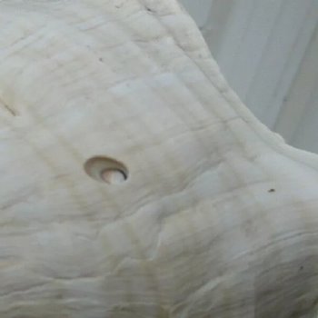 12 inches horse conch for sale, Florida's state seashell - For Sale for $33