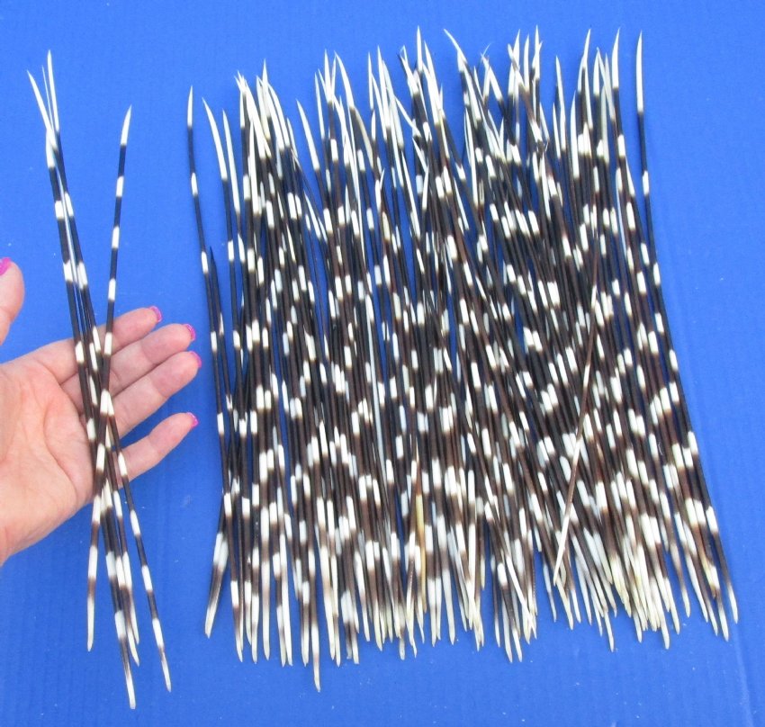 Porcupine Quill Bundles