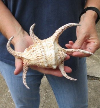 8-1/2 inch Chiragra Spider Conch shell for $10