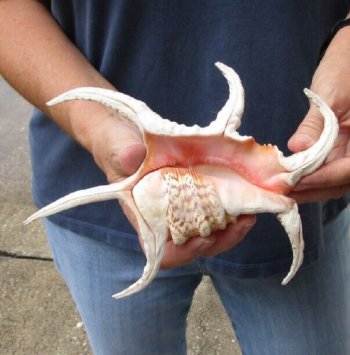 8-1/2 inch Chiragra Spider Conch shell for $10