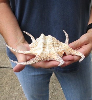 8-1/2 inch Chiragra Spider Conch shell for $10